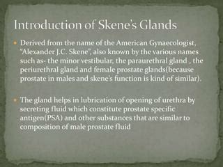 Exploring the Female Prostate: Skenes Glands Unveiled